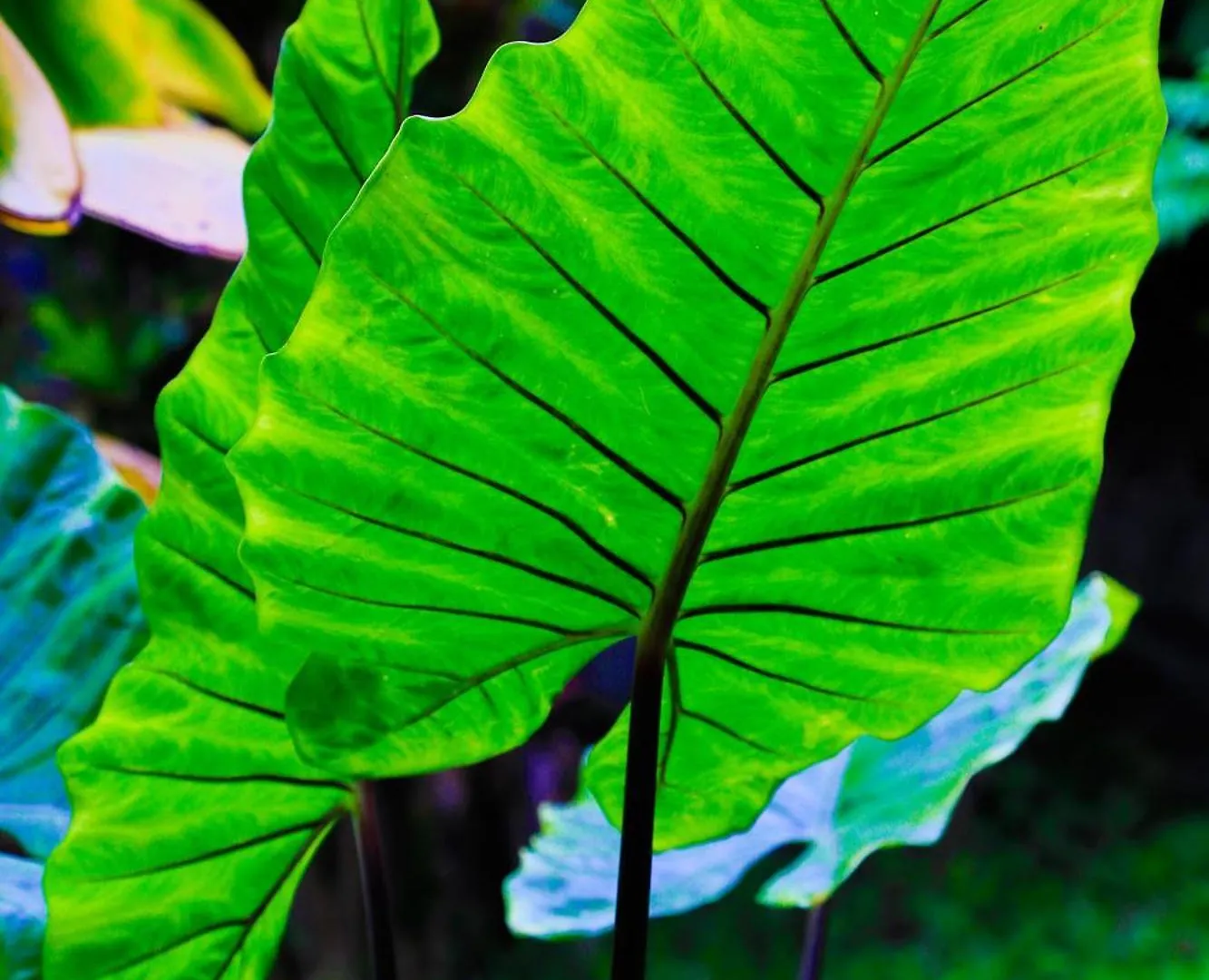 Waipio Valley Botanical Garden With Waterfall & Beach Access! Ferienhaus