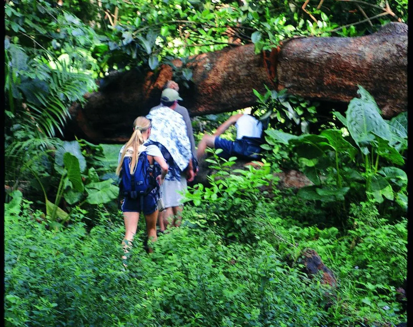 Waipio Valley Botanical Garden With Waterfall & Beach Access! 0*,  USA