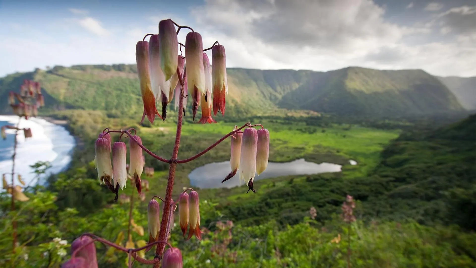 Holiday home Waipio Valley Botanical Garden With Waterfall & Beach Access!
